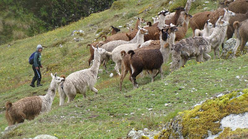 Illampu Trek Steves (49).JPG